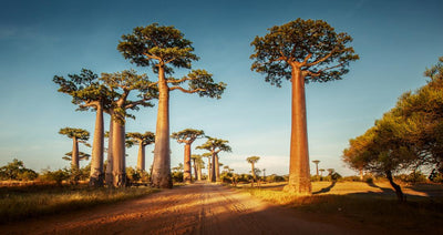 The Benefits of Baobab Flour by Megan Ware RDN LD