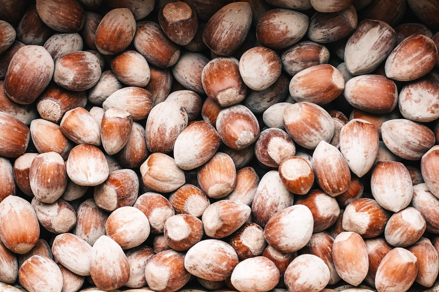 chestnut