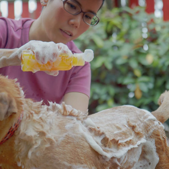 dog shampoo video