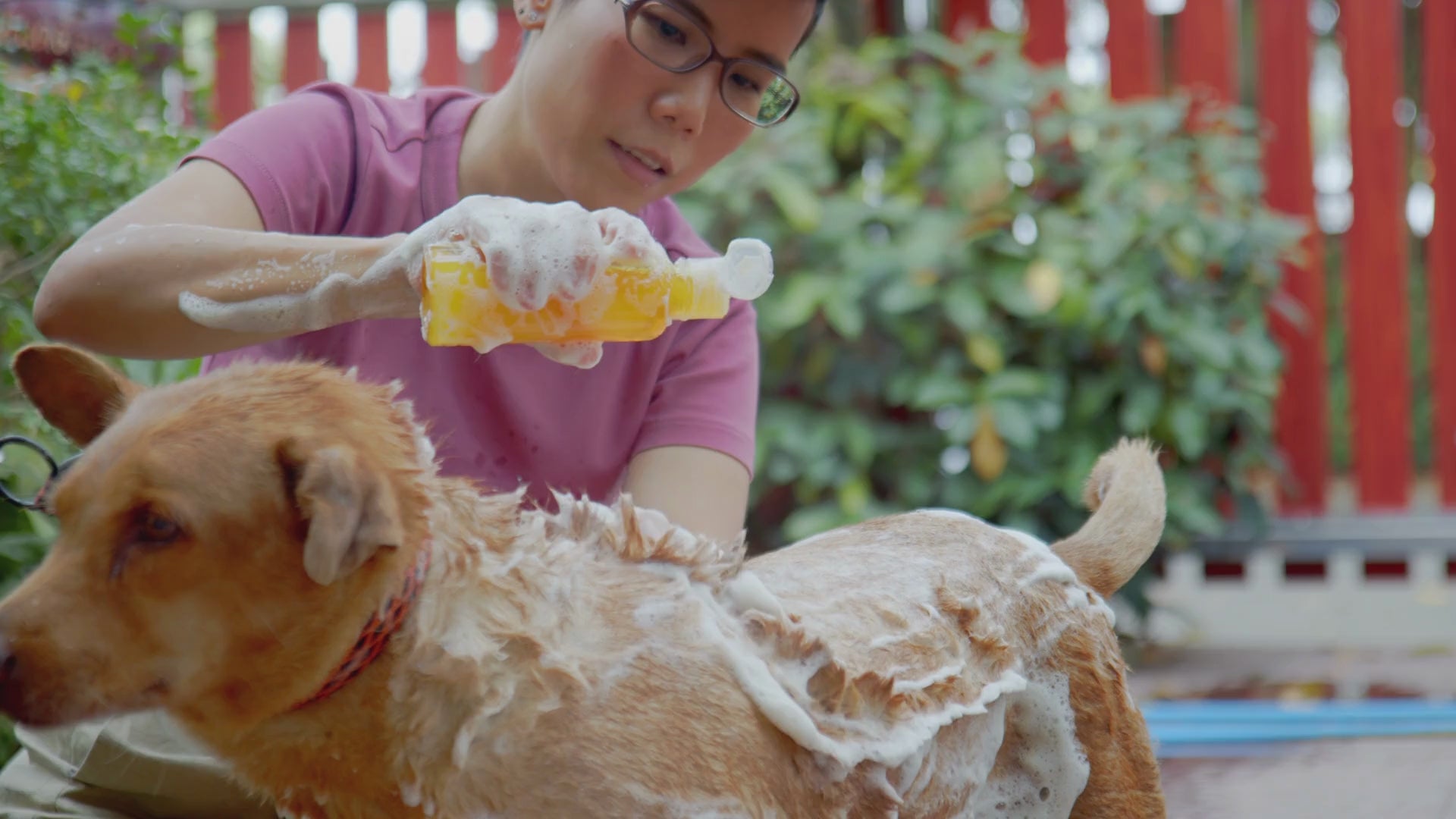 dog shampoo video